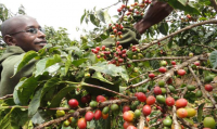 Researchers develop coffee variety to withstand climate change