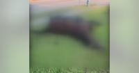 Houston rider speaks out after pregnant horse struck, killed by truck