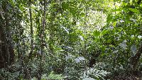 Sixteen Years After 12,000 Tons of Orange Peels, a Costa Rica Forest Grew Back