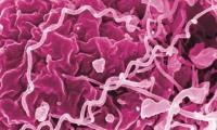 "Farvel", congenital syphilis: how Denmark eliminated mother-to-child transmission