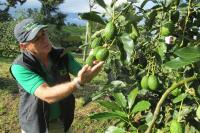 Four Fruit Companies Closed in Colombia Due to the Low Dollar Price
