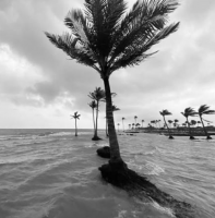 Cosmic Tug-of-War: How King Tides Are Quietly Flooding Florida’s Gulf Coast