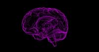 Scientists Identify a Nose-to-Brain Circuit That Links Anxiety And Breathing