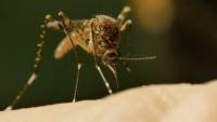West Nile virus cases rise in California, Stanislaus County reports hospitalizations