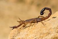 Could scorpion venom inspire new treatments for liver disease?