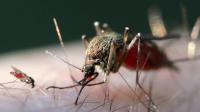 The Micro-Monsters of Florida: How ‘No-See-Ums’ Big-Footed Sunshine State History