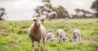 Peak sheep industry body acknowledges 'issues' in taxpayer-funded report