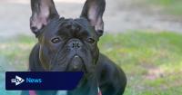 Charity warns of dog welfare 'crisis' in Scotland over popular breeds