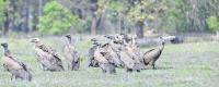 Egyptian vultures making a comeback