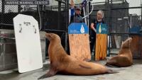 Toxic algae bloom causes surge in sick, dying sea lions along Northern California coast