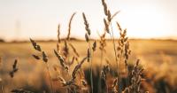 Middle East identified as key area for future export growth for SA’s agricultural sector