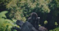 Rwanda park plans expansion to accommodate growing gorilla population