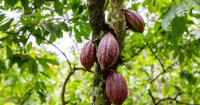 Toblerone owner Mondelez courts Trump’s man in Brussels to weaken EU deforestation law