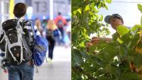 Tourism operators warn visa changes could leave Queensland businesses without staff putting billions in visitor spending at risk