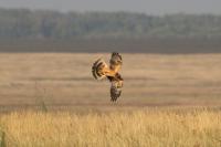 ‘Birds know no borders’: Interview with BirdLife Africa’s Alex Ngari