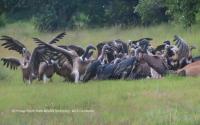 Cambodia Gives Endangered Vultures A Lifeline As Poisoning Threat Lingers