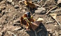Coffee seedlings dry up as Katakwi farmers fault government timing
