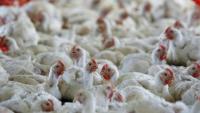 Gujarat introduces Bill to regulate manufacturing of livestock, poultry feed     