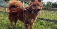Charity continues rehoming animals as part of site goes on sale for £750,000
