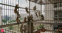 Monkeys turn residents in Noida society into cages, authorities debate jurisdiction