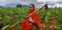 How to better transform Africa Agriculture
