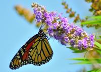 10th Annual Monarch Butterfly Day at Chickasaw Cultural Center