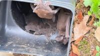 Atlanta homeowner finds bats in downspout, told to 'wait until late August, then evict them'