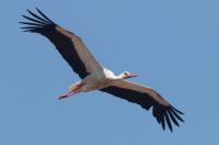 Migratory white stork dies in Somalia after 5,000-kilometer journey from Europe