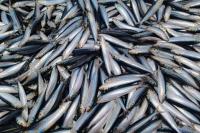 A mystery is unfolding along South Africa’s coastline