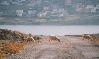 Croatia has 900 tonnes of sheep wool a year – scientists are turning it into fertiliser