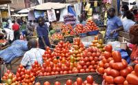 Tomato prices to fall as harvest hits market – John Dumelo