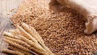 Nigeria’s wheat revolution