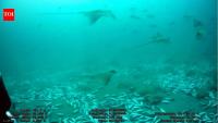 More than 100 eagle rays gathered around a tuna farm off Malta; scientists say it is the largest aggregation of the species ever recorded