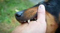 Case study of how Bhutan 'eliminated' dog‑transmitted rabies