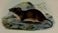 Manipur bush rat ‘lost’ for 76 years, researchers call for urgent search