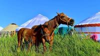 Kazakhstan enters world’s top 5 for horse population