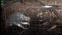 Scientists seek proof badger vaccine cuts cattle TB
