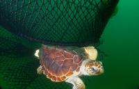 Louisiana agents cite two for turtle excluder device modifications