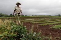 FAO and the Global South: Advancing Agrifood Transformation through South-South and Triangular Cooperation