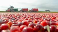 What makes Wisconsin such a powerhouse for cranberry production?