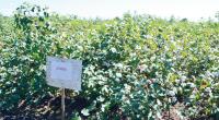 Malawi losing out to GMOs conservative approach