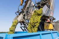 Domestic Wine Production Could Drop Sharply