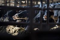 As the US and Canada slap new tariffs on goods, American farmers are stuck in the middle