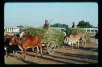 India Was Forced to Outlaw Cannabis. I Think It’s Time to Undo That Mistake.