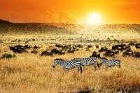 African Development Bank Group launches US$5.1 billion fertilizer response plan