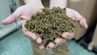 Feds give CBD out with one hand and take it away with the other