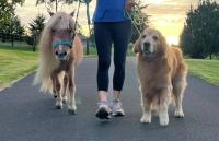 Waimea hospital joins world’s largest pet walk