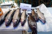 Kyrgyzstan uses only 30% of aquaculture capacity amid growing demand