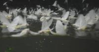 Summer drought threatens survival of mayflies at Danube in Hungary