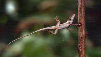 How hurricanes triggered lizards' rapid evolution